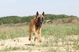 MALINOIS 327